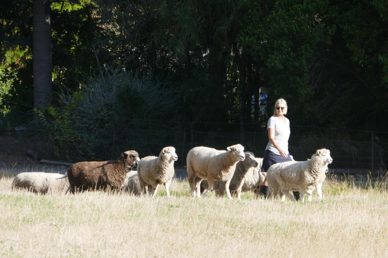 Karetu Downs Farm Stay Hawarden Dış mekan fotoğraf