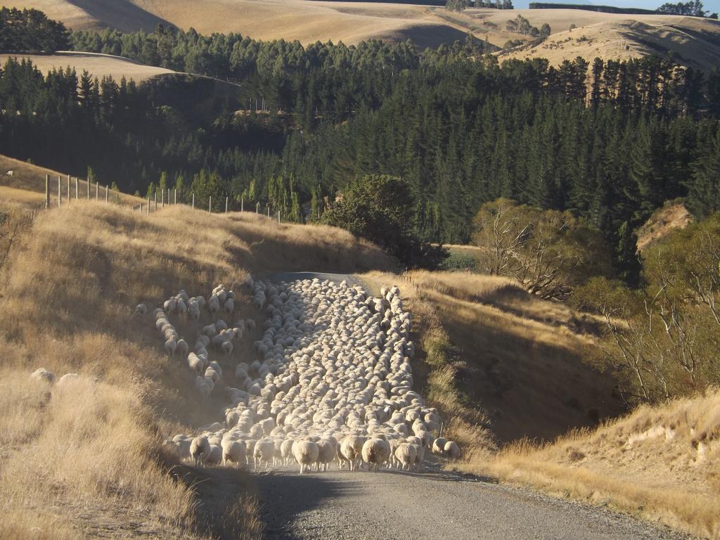Karetu Downs Farm Stay Hawarden Dış mekan fotoğraf