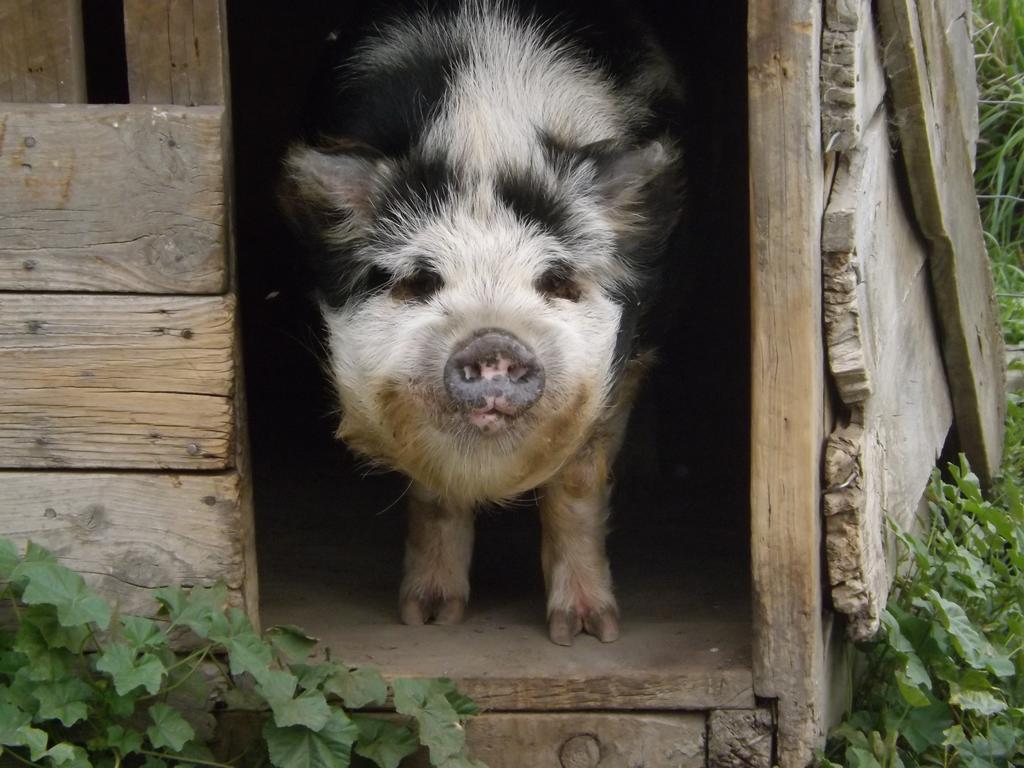 Karetu Downs Farm Stay Hawarden Dış mekan fotoğraf