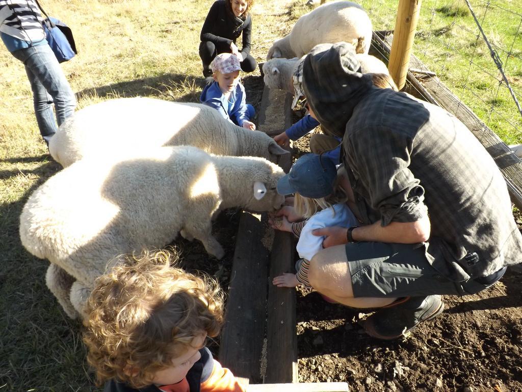 Karetu Downs Farm Stay Hawarden Dış mekan fotoğraf