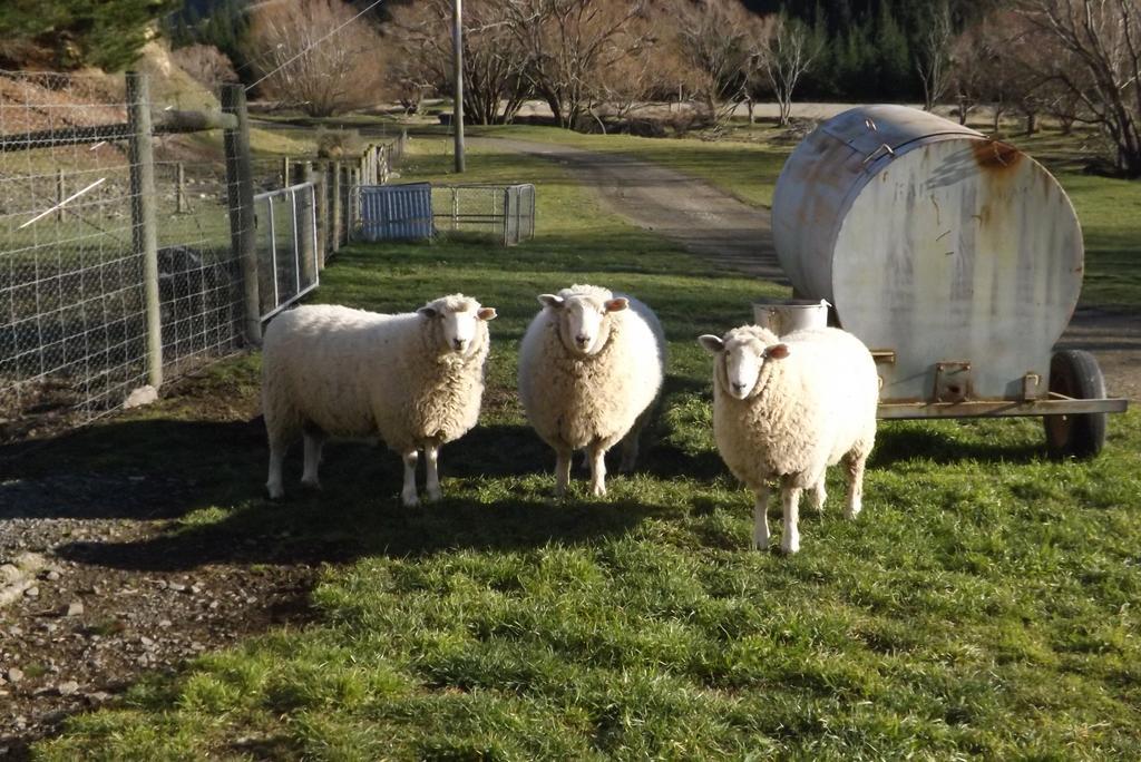 Karetu Downs Farm Stay Hawarden Dış mekan fotoğraf