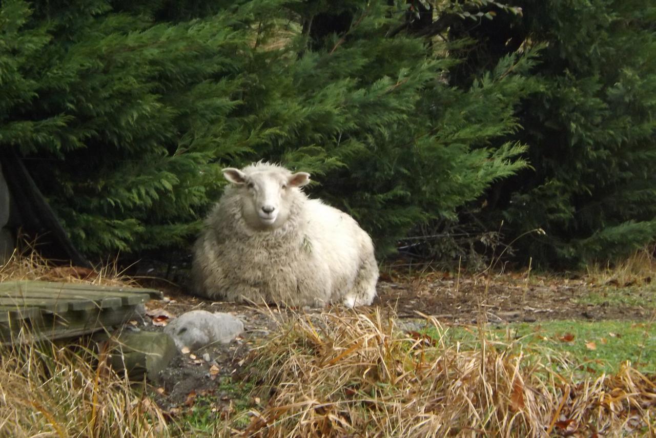 Karetu Downs Farm Stay Hawarden Dış mekan fotoğraf