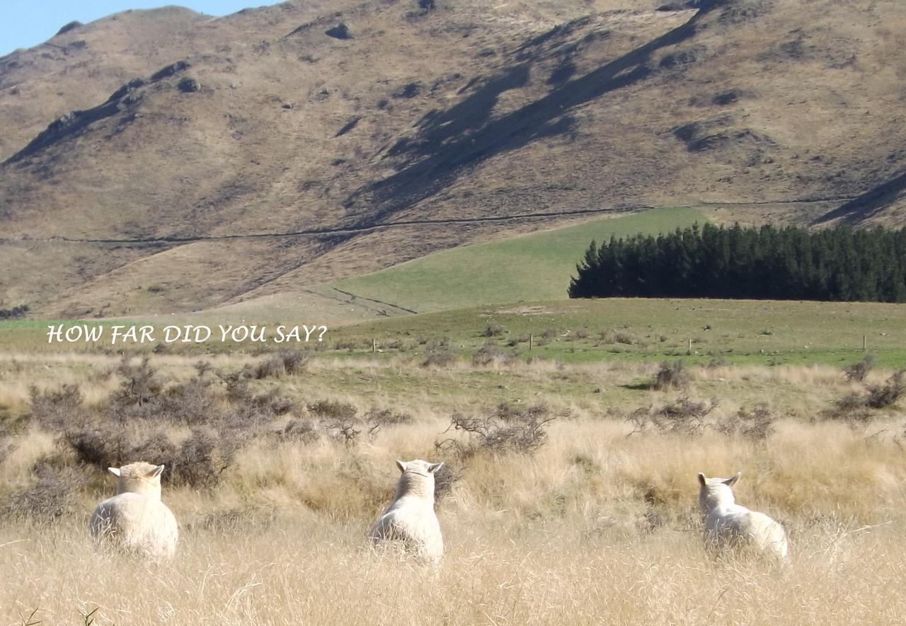 Karetu Downs Farm Stay Hawarden Dış mekan fotoğraf